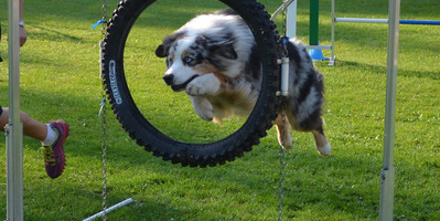 O.D.A.C. (Club d’Agility pour Maîtres et Chiens)